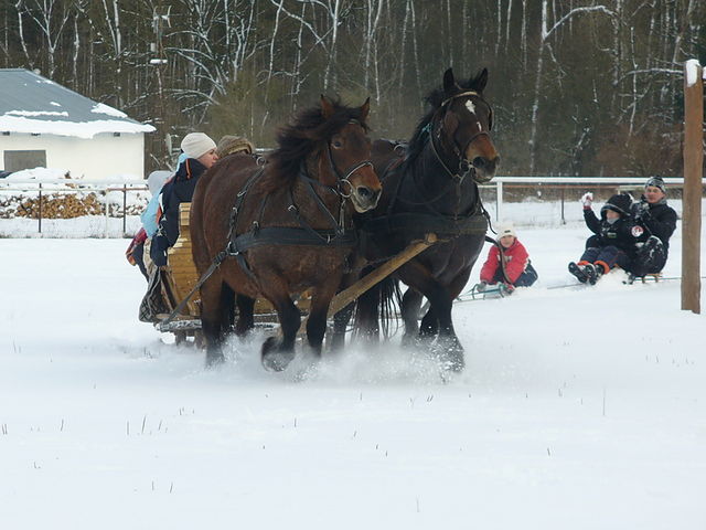 kulig