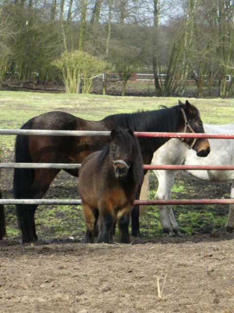 oryginalny szetland - Monty